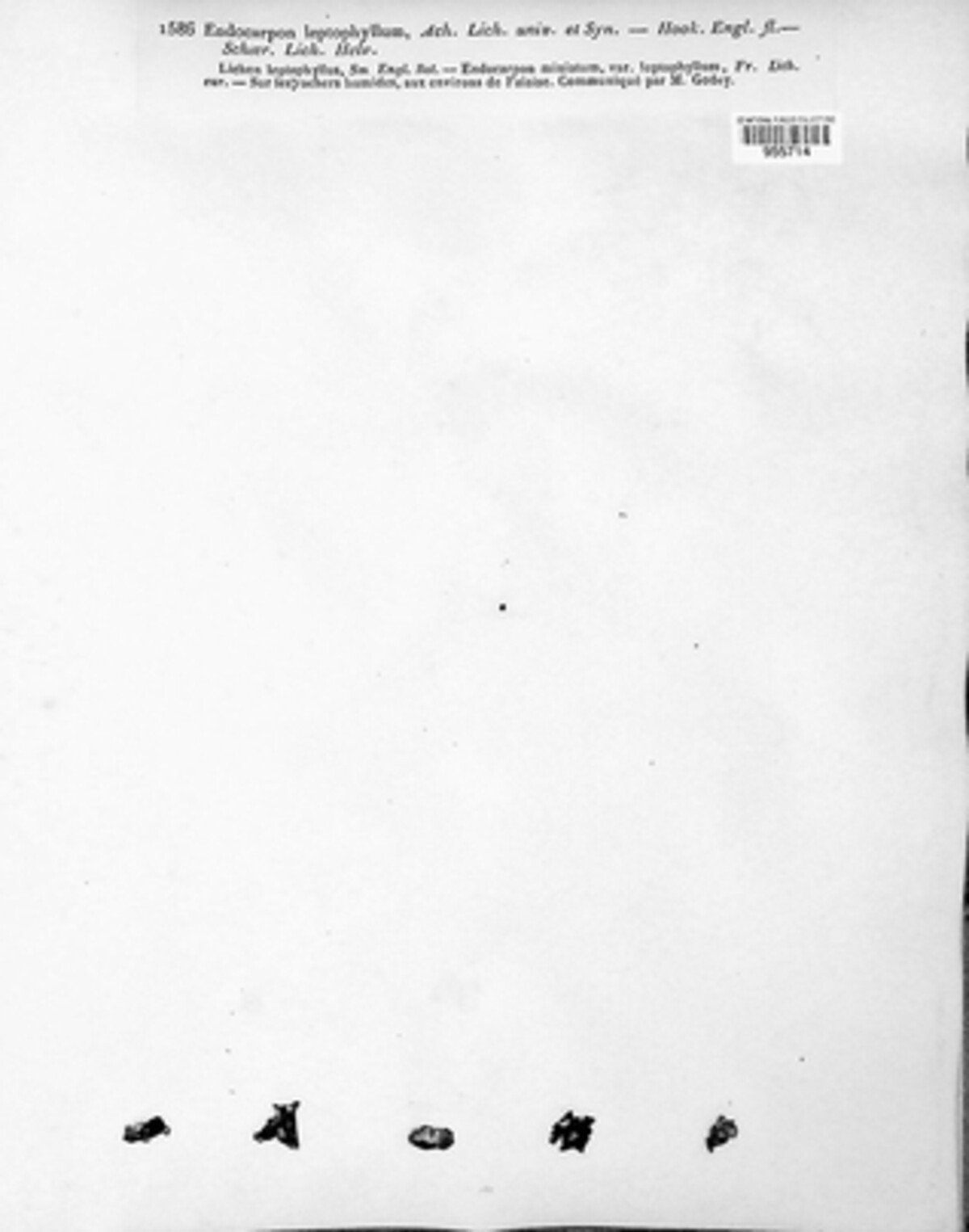 Dermatocarpon image